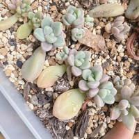 花屋で花を買う日って 市場の関係で水曜日が良いって言いますよね ホワイト Yahoo 知恵袋