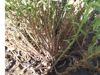 花かんざしの夏越し 花かんざし ２年目 を育てています 最近暑くなってき Yahoo 知恵袋