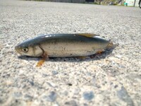 今初めての釣りに来ています この魚が釣れましたが なんの魚か分かりません Yahoo 知恵袋