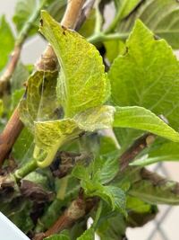 鉢植えの紫陽花ですが こんな状態になってしまいました どうしたら復活 Yahoo 知恵袋