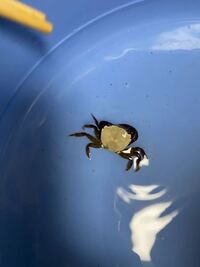 このカニの名前はなんですか 他のカニと違って 甲羅が白いカニさんです2セン Yahoo 知恵袋