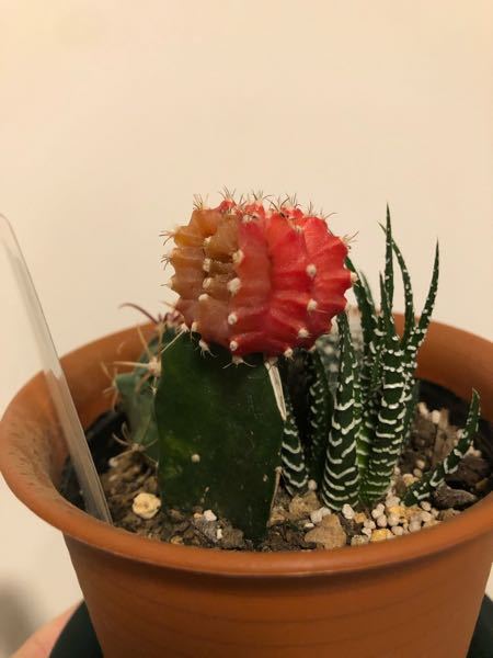 サボテンについて質問です 写真のように 赤い箇所がやわらか Yahoo 知恵袋