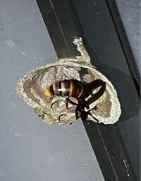 イーブイは狐ですか 猫ですか 犬ですか ウサギ 犬だそうです Yahoo 知恵袋