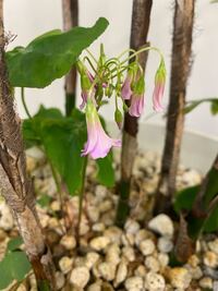 この植物の名前を教えてください 観葉植物 シュラチク の鉢から生えてきまし Yahoo 知恵袋