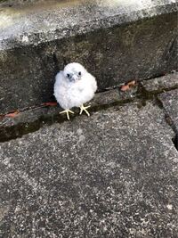 何の鳥の赤ちゃんですか チョウゲンボウ チゴハヤブサ ハヤブサ 何れ Yahoo 知恵袋