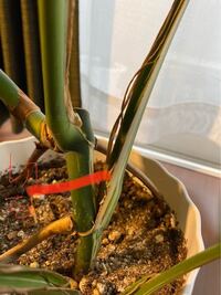 自宅で育成中のモンステラですが 始めは斑入りで購入し育てていましたが 成長 Yahoo 知恵袋