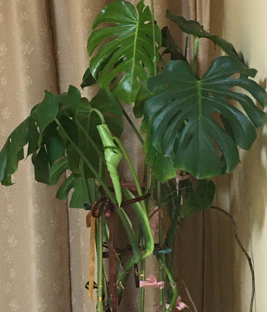 最も優遇 新芽 根っ子 問題なく成長中 モンステラ 巨大デリシオーサ 大株分け 斑入り 植物 観葉植物 Hkmhyderabad Org