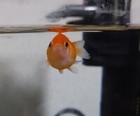 我が家のピンポンパールの体が 仕事を終えて帰るとぺったんこになっ Yahoo 知恵袋