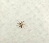この蜘蛛の名前はなんですか。体調5mm以下 