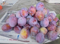 プルーンの育て方 殺虫方法 我が家には高さ３ ４ｍのプルー Yahoo 知恵袋