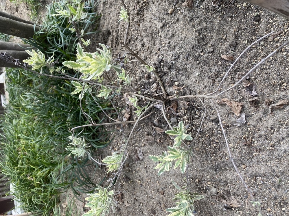 このラベンダーをまた復活することは出来ますか ここまで枯れてきちゃうと 葉 Yahoo 知恵袋