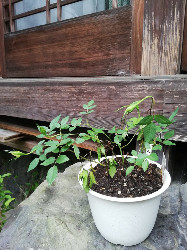 つるバラ コーネリア 群星 等耐陰性のある品種について教えてください Yahoo 知恵袋