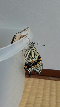 1個のアゲハ蝶の卵を見つけ室内で育てて来ました 昨日無事に蛹から Yahoo 知恵袋