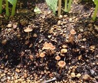 このキノコは何のキノコでしょうか 会社の屋上で家庭菜園をや Yahoo 知恵袋