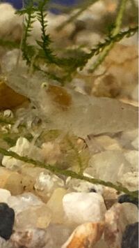 ミナミヌマエビの頭に白い物体が付いています これは寄生虫で Yahoo 知恵袋