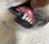 愛犬の歯に黒いものが これは虫歯 １歳のチワワなんですが 先日たまたま口の Yahoo 知恵袋
