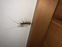 この虫はゲジゲジですか ムカデですか ゲジゲジですね正式名は ゲジ Yahoo 知恵袋