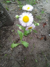 これはハルジョオン ヒメジョオンどちらでもない 教えてください Yahoo 知恵袋