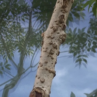 教えて下さい アオダモの木の幹に出来たこの異常は害虫でしょうか Yahoo 知恵袋