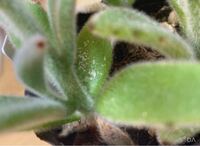 ガーデニング初心者です 助けてください W カランコエの Yahoo 知恵袋