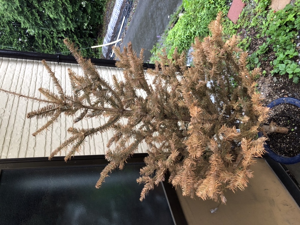 もみの木の葉が茶色く変色してきました 昨年のクリスマス前に購入 今春に鉢替 Yahoo 知恵袋