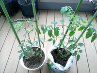 ミニトマト千果を植え付けて10日経ちました 苗の状態どうですか 花が咲いて Yahoo 知恵袋