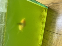 金魚の稚魚について質問させて頂きます 東錦の稚魚が尾鰭まで Yahoo 知恵袋