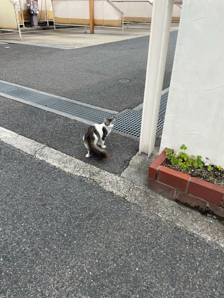 猫が可愛すぎる 猫はしつこくしたらきっといやがるし嫌われそうなので 頑張っ Yahoo 知恵袋