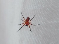 赤い小さいクモが出ます 家の中に赤茶色いつまようじの先ほどのクモ Yahoo 知恵袋