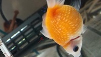 金魚の背びれに非常に細い糸がついてます 写真分かりにくいですが 始点が背び Yahoo 知恵袋