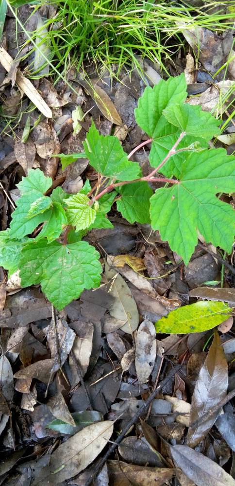 この草の名前はなんですか ノブドウだと思います Ma Yahoo 知恵袋
