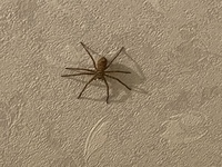 今日家でこの蜘蛛が出たんですけどアシダカグモですかね 家でこのサイズを見るのは初 教えて 住まいの先生 Yahoo 不動産
