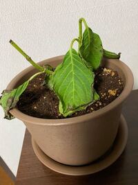 鉢植えの紫陽花ですが こんな状態になってしまいました どうしたら復活 Yahoo 知恵袋