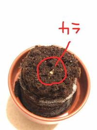 サボテン・多肉植物の発芽に詳しい方お願いします！ 丸サボテンの栽培キットを使い種から育てています。
4月25日に撒き、ようやく4日ほど前から発芽が確認でしました。

しかし、発芽の向きが横？になっており、そのまま土を被っている状態です。(少しわかりにくいのですが、写真を添付致します。)種のカラが見えるのですが、どちらが上でどちらがしたなのかもわかりません。
下手にいじってストレスになっても嫌...