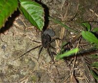 こちらの虫の名前を教えてください ザトウムシと蜘蛛を足して Yahoo 知恵袋