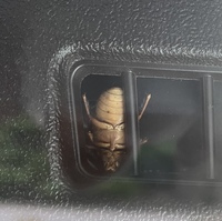 ドアを閉め切った車から虫が入ってくることはありますか ありますよ 車内 Yahoo 知恵袋