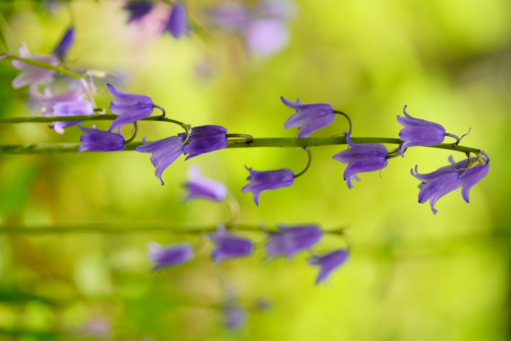 この花の名前の名前を教えてください 軽井沢植物園に咲いてい Yahoo 知恵袋