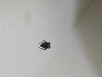 家のロフト部分にクモが出ましてこれはアシタカグモ と言うゴキブリを食べてくれる蜘 教えて 住まいの先生 Yahoo 不動産