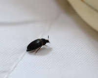 ヒメカツオブシムシでしょうか 家の至る所に最近 硬くて黒い小さい虫 Yahoo 知恵袋