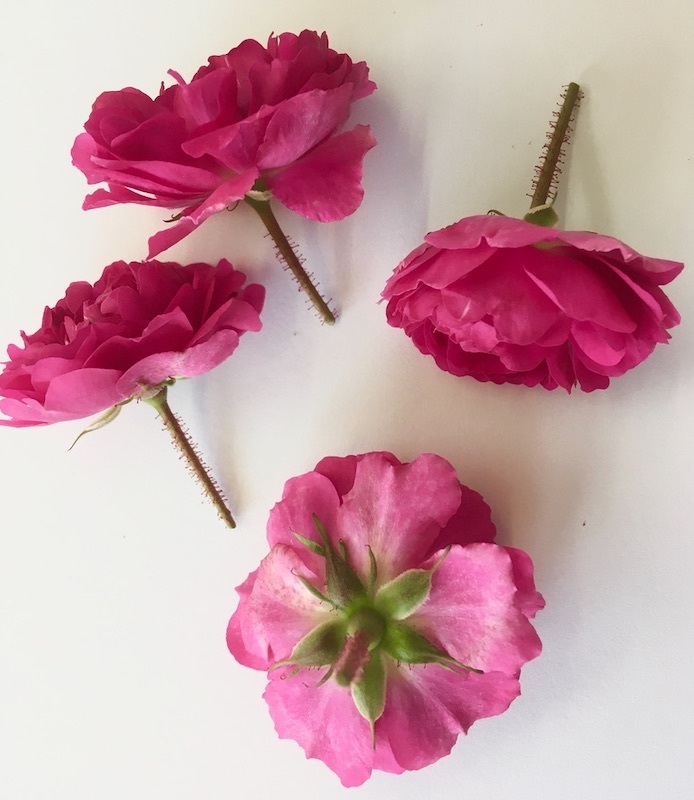 つるバラ コーネリア 群星 等耐陰性のある品種について教えてください Yahoo 知恵袋