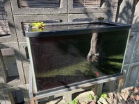 ６０cm水槽を庭において金魚を数匹飼っています ホテイソウを一株いれていま Yahoo 知恵袋