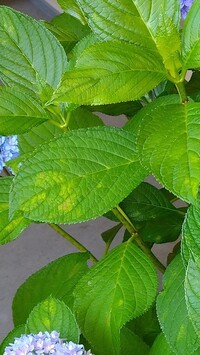 紫陽花の葉っぱに画像のような色が変わってしまっていて 花はきれいに咲いてま Yahoo 知恵袋