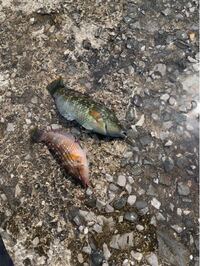 この魚はベラでしょうか もしくは 違う魚でしょうか もし Yahoo 知恵袋