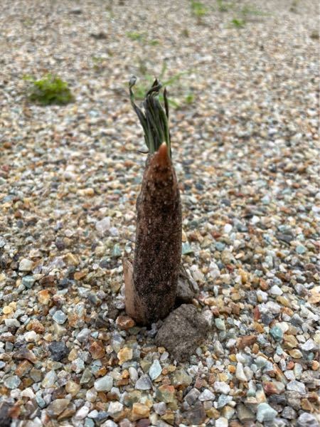 根まで枯らさない除草剤で何がおすすめですか 私はザクサを使ってい Yahoo 知恵袋