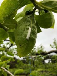 この白い繭みたいなものは何の虫のものなのでしょうか 柿の葉 Yahoo 知恵袋