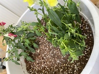 金魚草 葉っぱが元気がありません 花は咲いていますが ここ最近葉っぱ Yahoo 知恵袋