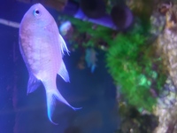 デバスズメダイ6匹の内 一匹だけ鱗が乱れ 元気がありません 2年 Yahoo 知恵袋