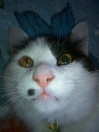 猫の瞳孔が片目だけ開きっぱなしになっているのですが どうしたら良いでしょう Yahoo 知恵袋