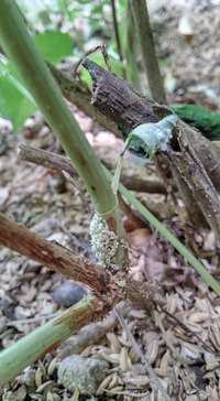 アナベルや柏葉あじさいの葉の生え際の茎の元に白っぽい粉の塊のよう Yahoo 知恵袋