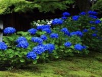 写真のような濃いブルーの紫陽花を庭に植えたいです 京都知恩院の紫陽花などは Yahoo 知恵袋